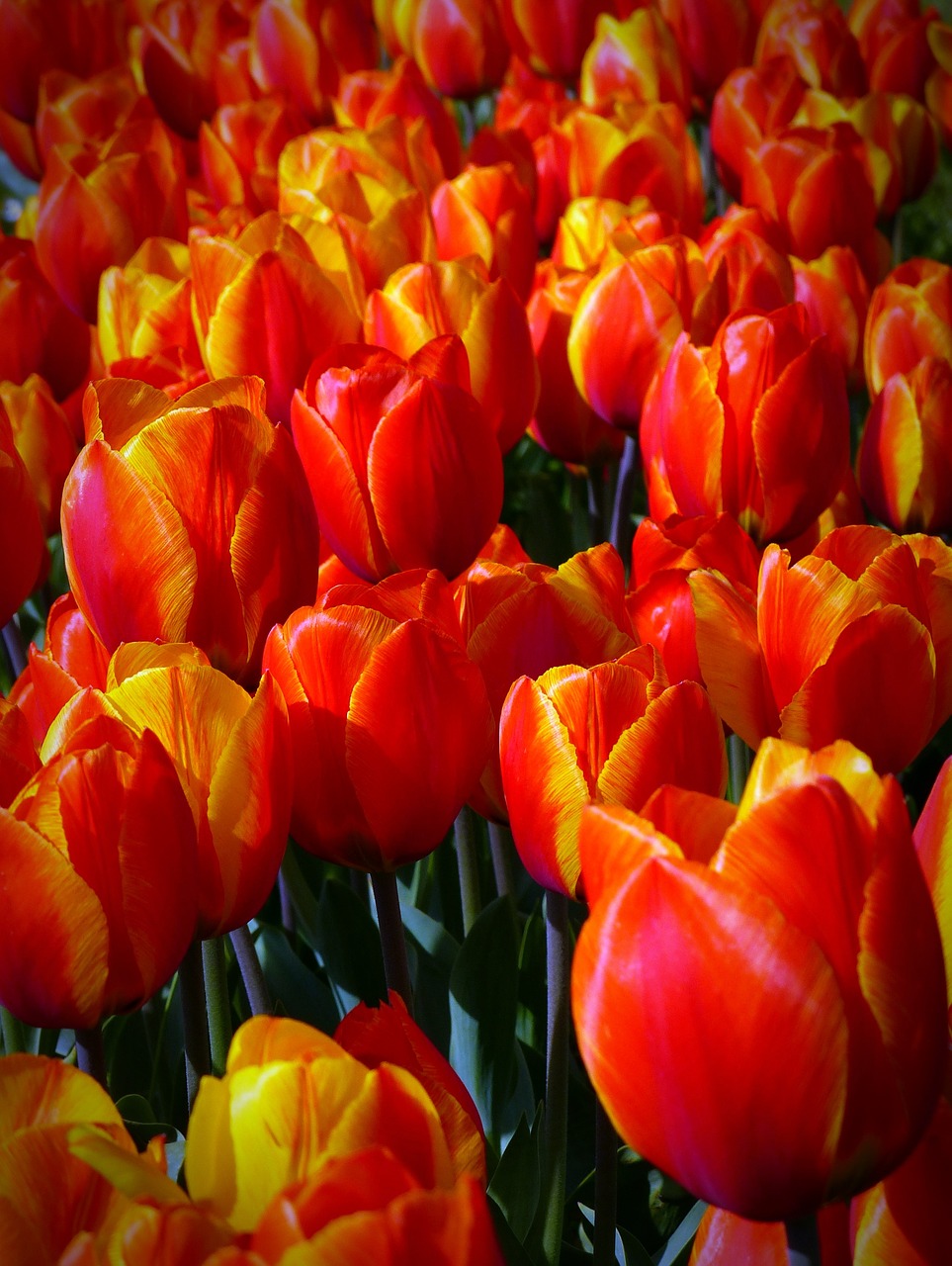 Tulpės, Gėlės, Oranžinė, Augalas, Pavasaris, Gamta, Spalvinga, Flora, Žiedas, Žydėti