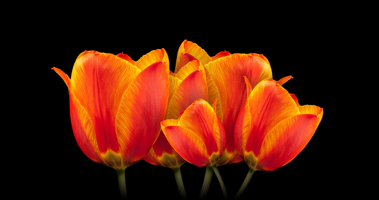 Tulpės, Puokštė, Gėlė, Pavasaris, Pavasario Gėlė, Augalas, Romantiškas, Žiedas, Žydėti, Oranžinė