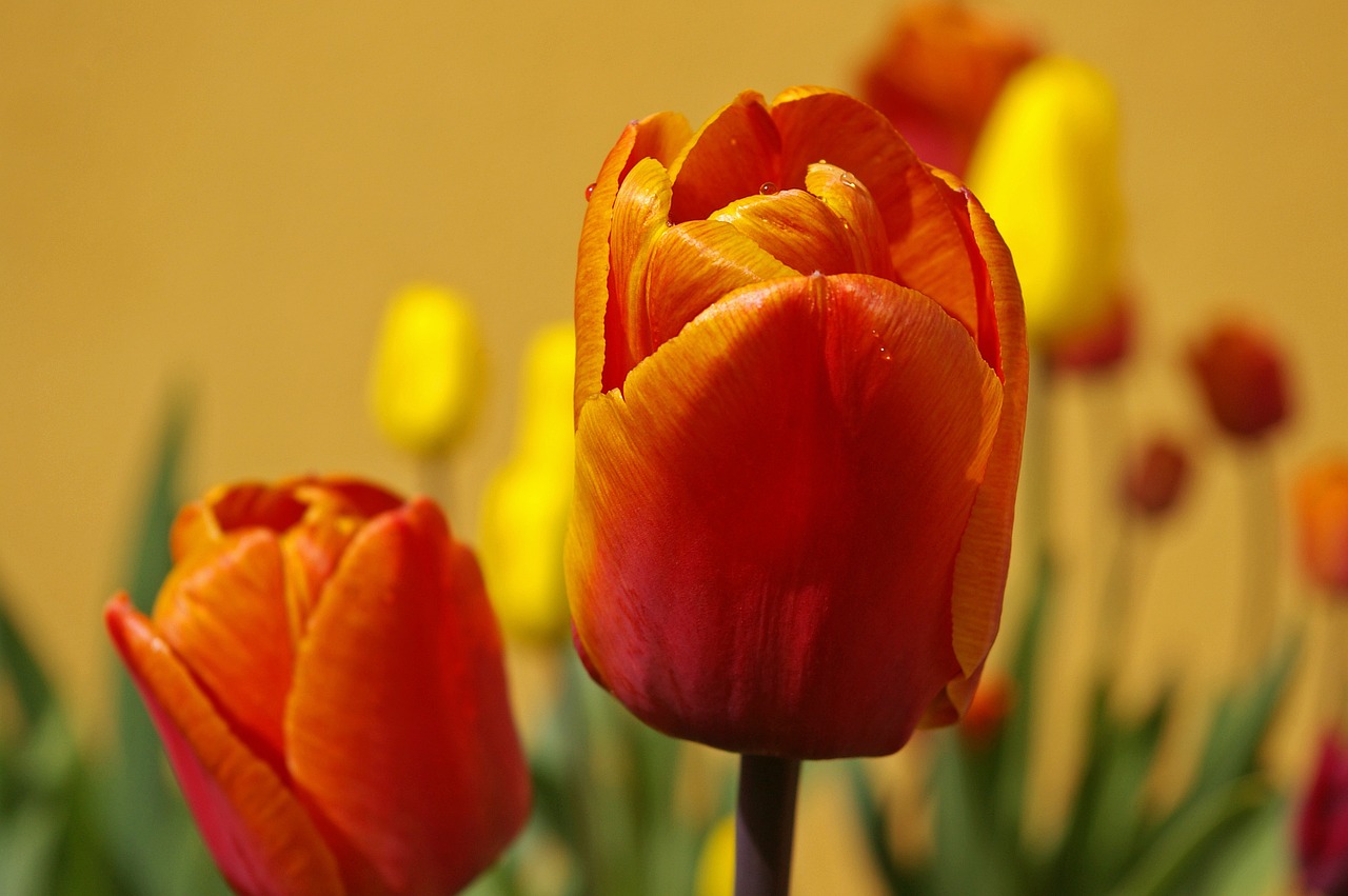 Tulpės, Gėlės, Pavasaris, Augalas, Ankstyvas Bloomer, Geltona, Oranžinė, Pavasario Gėlė, Frühlingsanfang, Schnittblume