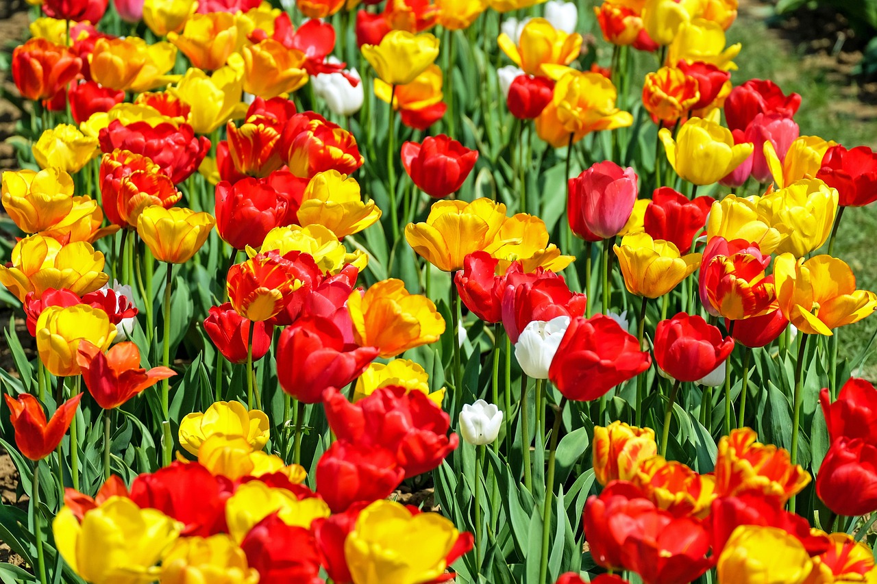 Tulpės, Gėlė, Žydėti, Raudona, Geltona, Ankstyvas Bloomer, Nemokamos Nuotraukos,  Nemokama Licenzija