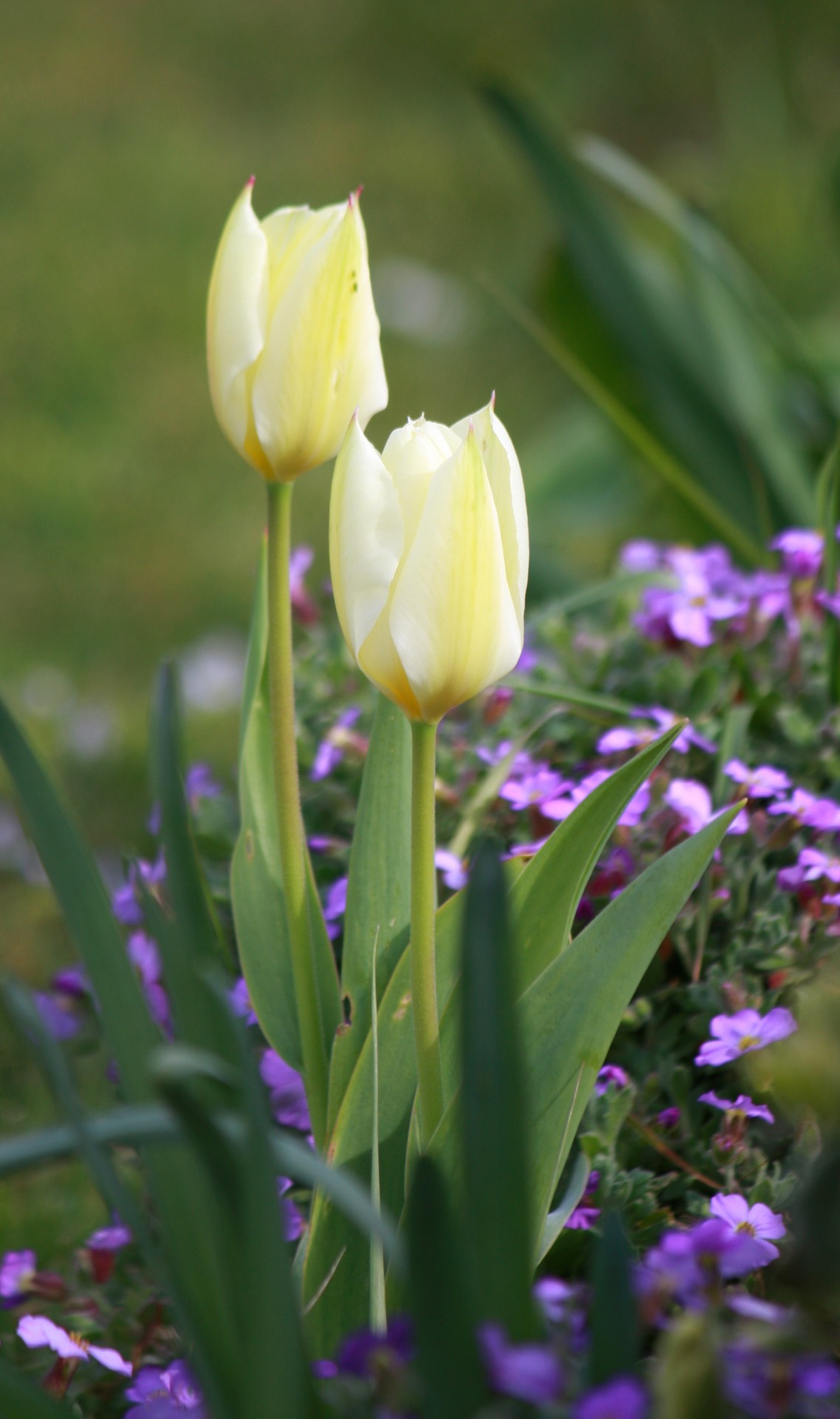 Tulpė,  Tulpės,  Gėlės,  Gėlių,  Flora,  Augalas,  Iš Arti,  Gamta,  Detalės,  Subtilus