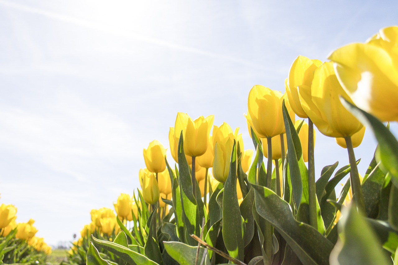 Tulpės, Nyderlandai, Gėlės, Žydėti, Pavasaris, Tulpė, Gamta, Holland, Gėlė, Lemputė