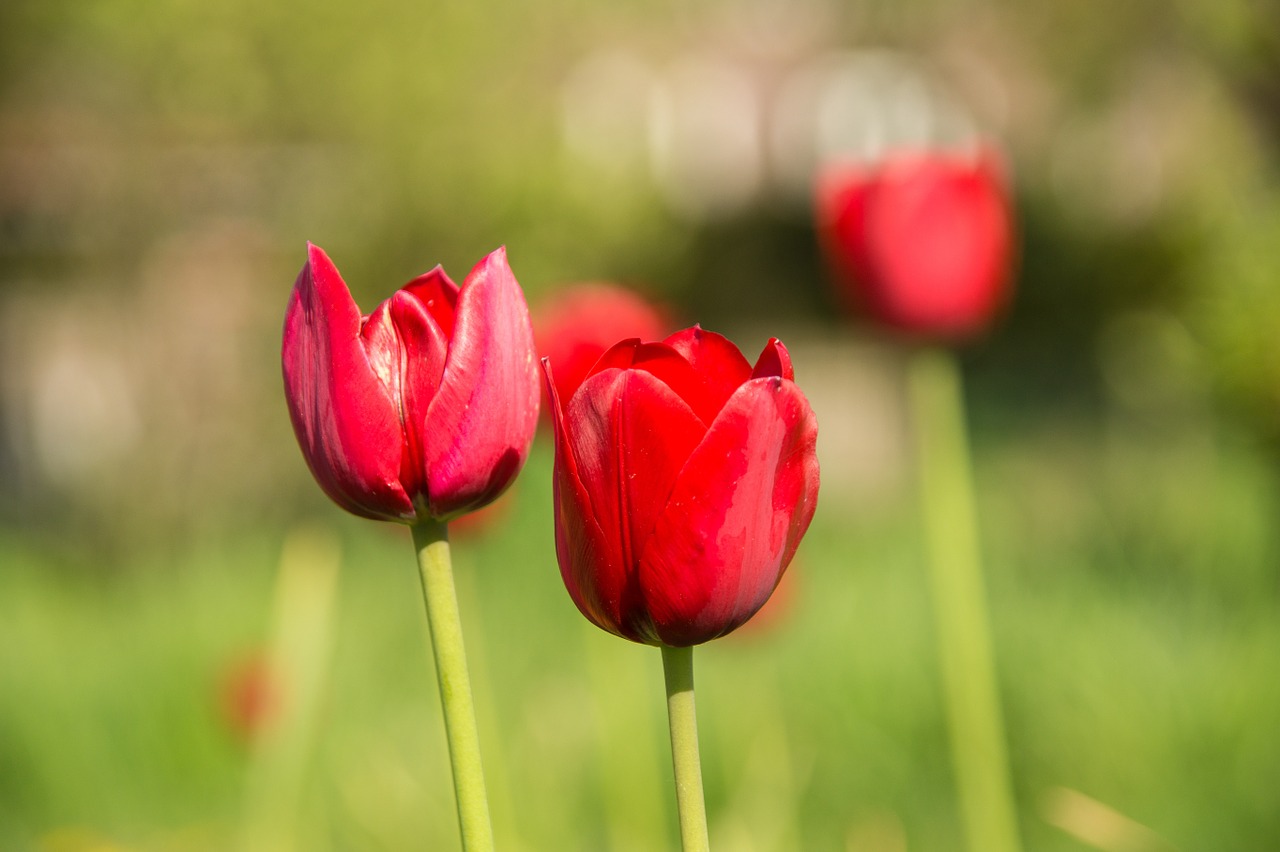 Tulpės, Holland, Gamta, Pavasaris, Raudona, Gėlė, Žydėjo, Nemokamos Nuotraukos,  Nemokama Licenzija