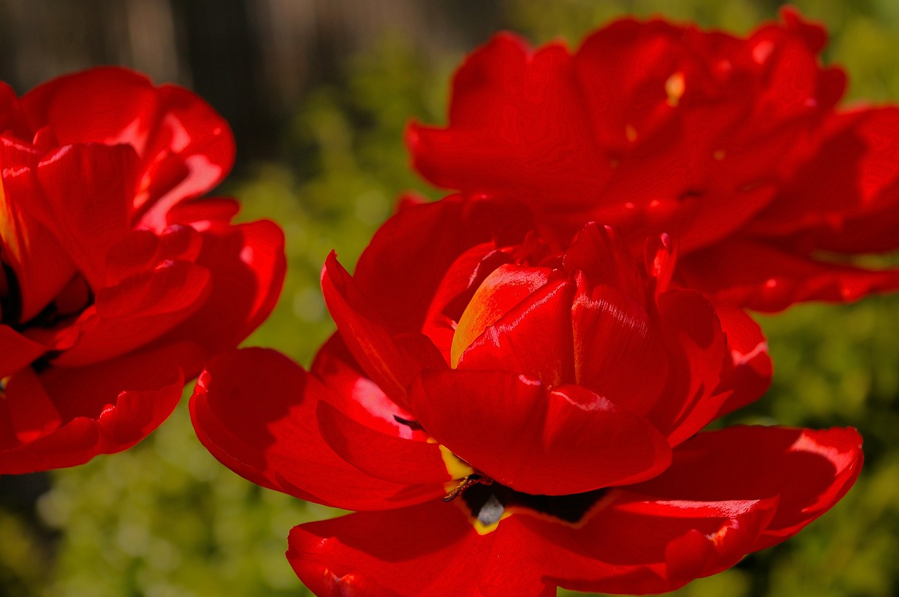 Tulpės, Raudonos Tulpės, Raudona, Gėlė, Pavasaris, Gamta, Gėlės, Žydėti, Pavasario Gėlė, Augalas