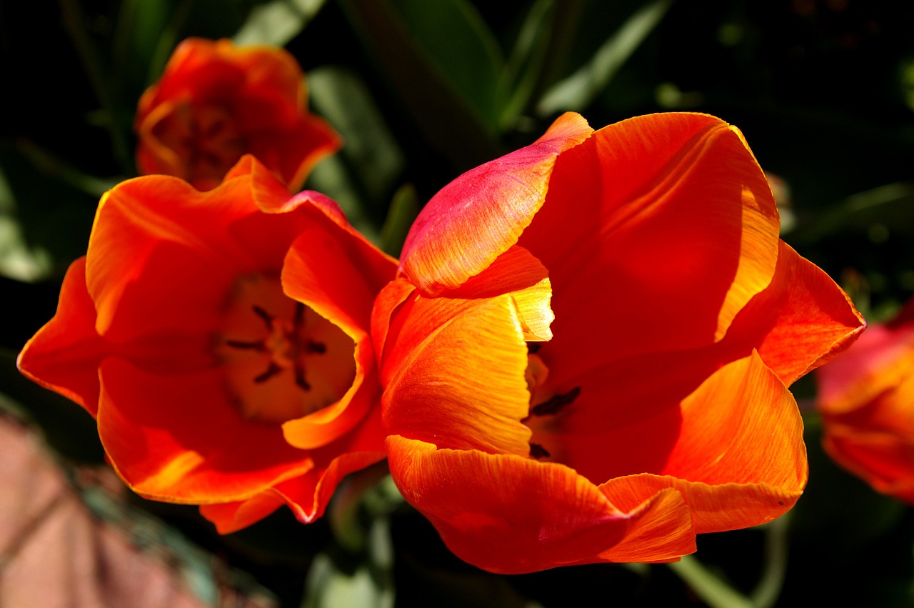 Tulpės, Raudonos Oranžinės Tulpės, Raudona, Oranžinė, Pavasaris, Žiedas, Žydėti, Gėlė, Sodas, Gamta