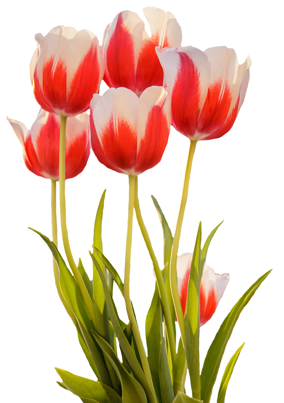 Tulpės, Raudona, Pavasaris, Gėlė, Žiedas, Žydėti, Gamta, Pavasario Gėlė, Flora, Tulpių Laukas