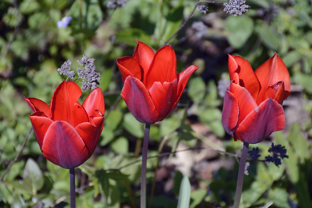 Tulpės, Tulpenbluete, Gėlės, Pavasaris, Atviras, Raudona, Gamta, Sodas, Tulpės Puodelis, Frisch