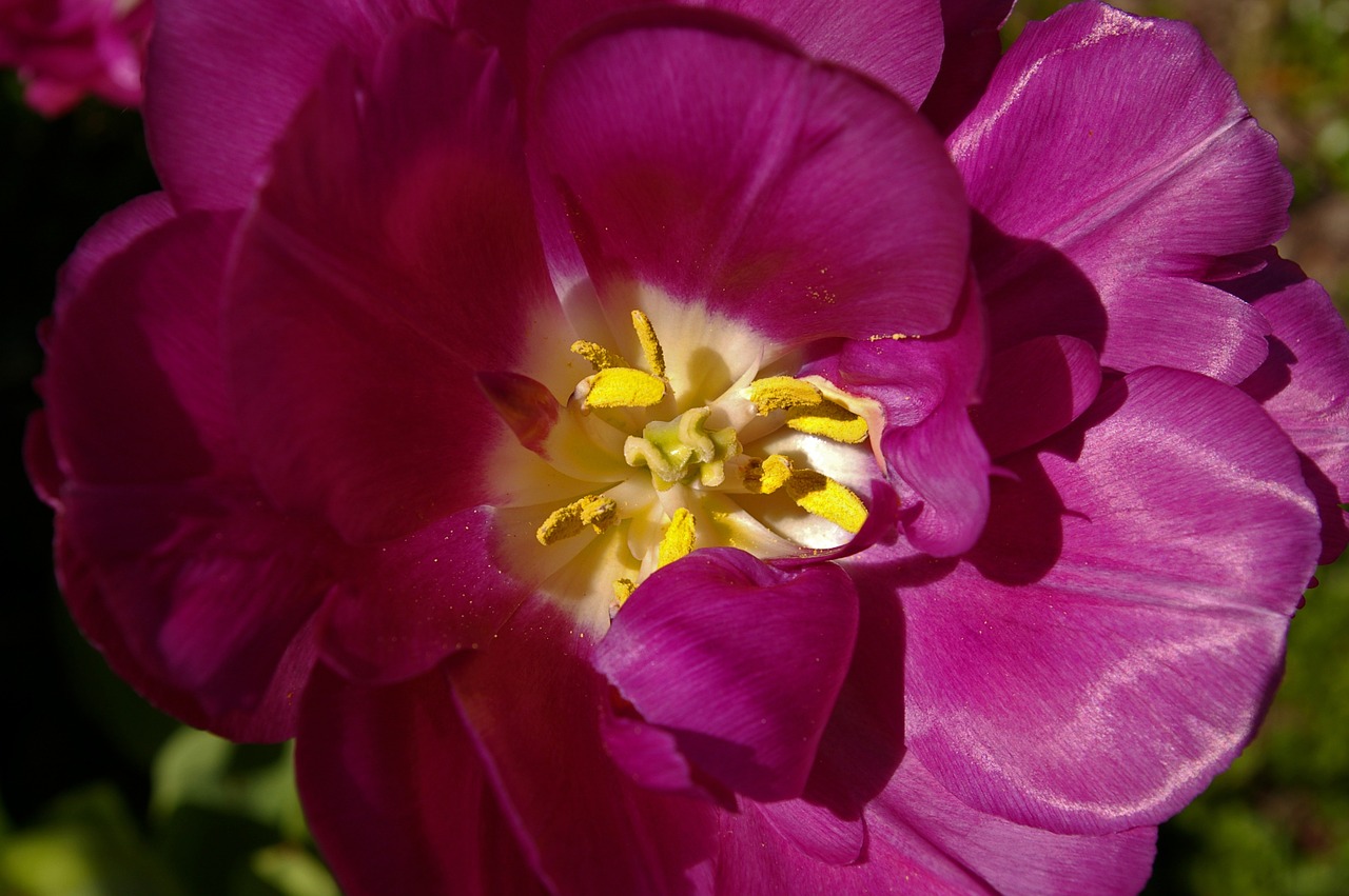 Tulpės, Violetinės Tulpes, Violetinė, Gėlė, Pavasaris, Gamta, Gėlės, Žydėti, Pavasario Gėlė, Augalas
