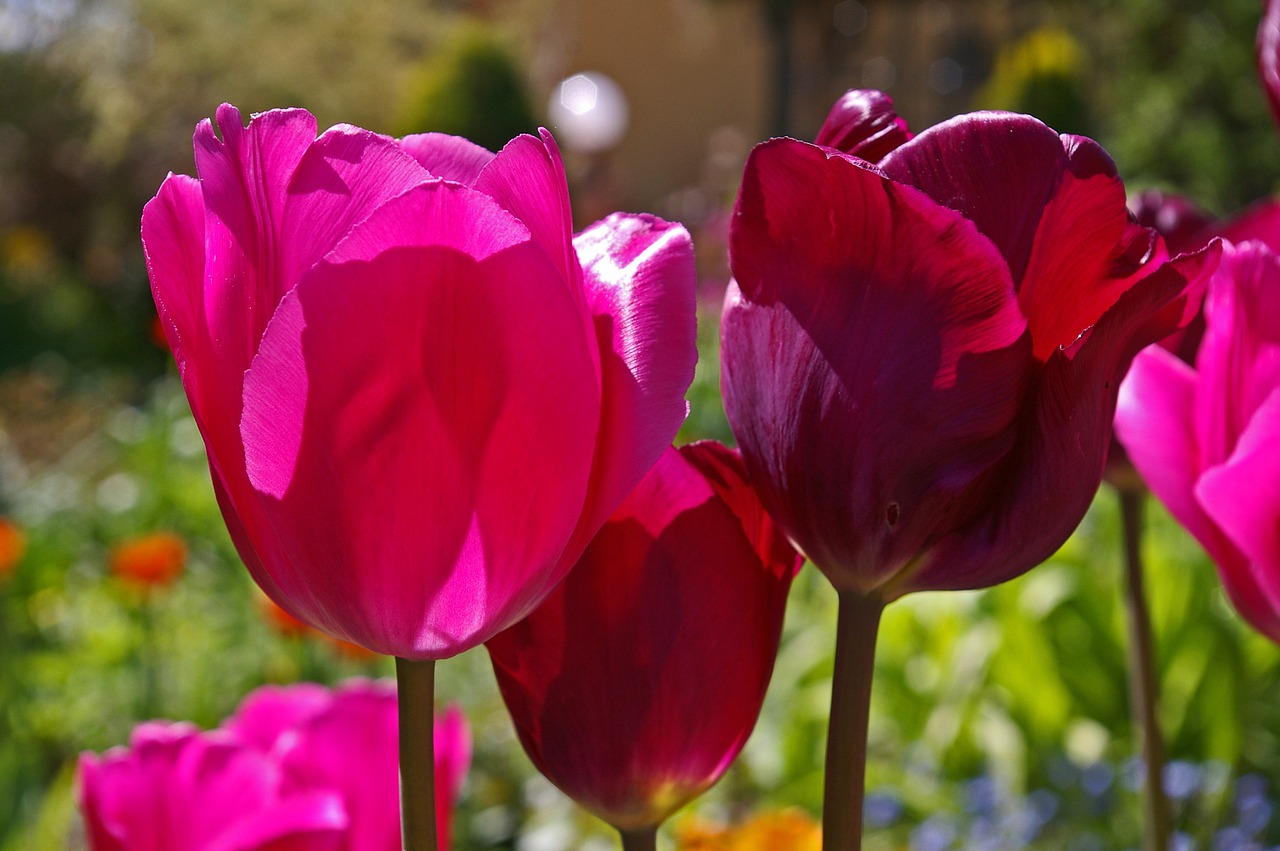 Tulpės, Raudonos Tulpės, Raudona, Gėlė, Pavasaris, Gamta, Gėlės, Žydėti, Pavasario Gėlė, Augalas