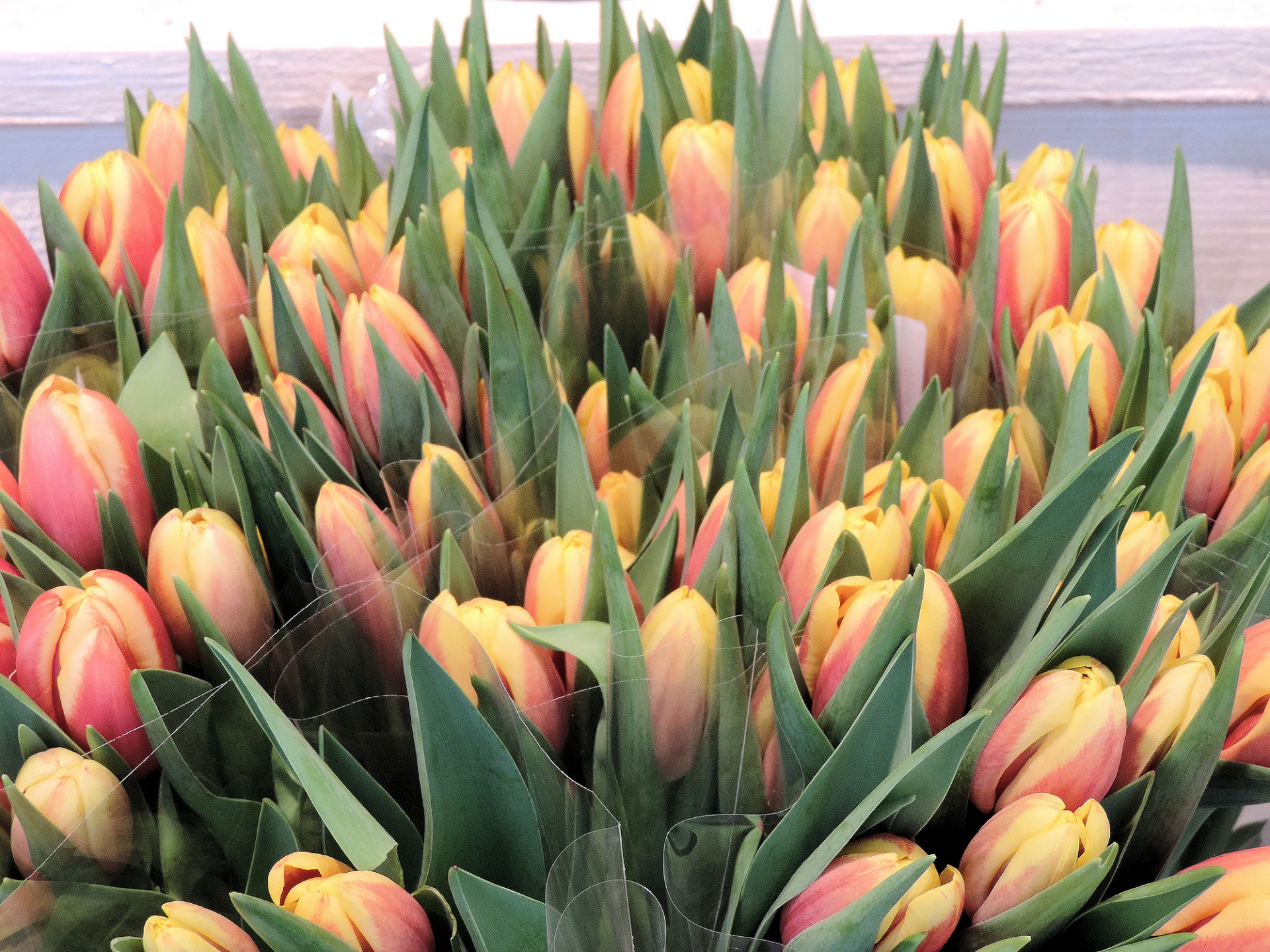 Gėlės,  Tulpės,  Olandų,  Apdaila,  Holland,  Tulpės, Nemokamos Nuotraukos,  Nemokama Licenzija