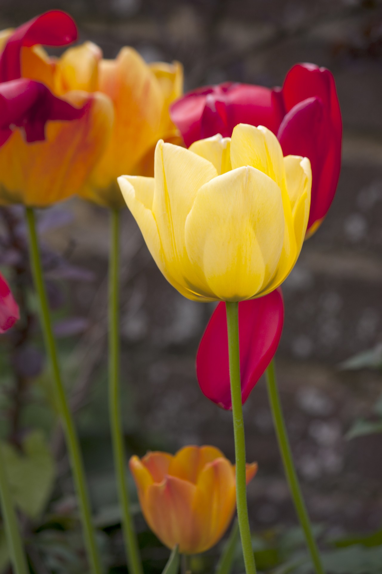 Tulpės,  Tulpė,  Gėlė,  Gėlės,  Geltona,  Raudona,  Oranžinė,  Iš Arti,  Detalės,  Flora