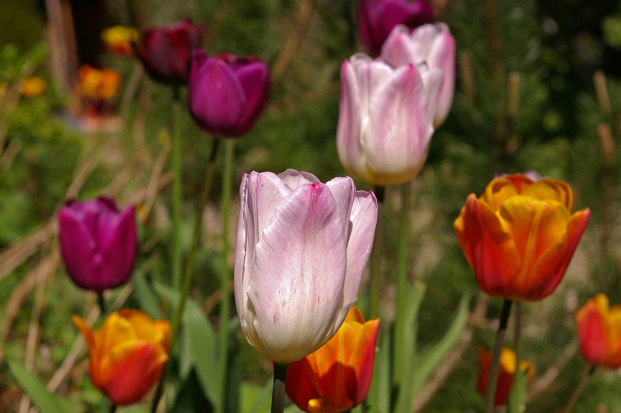 Tulpės, Balti Tulpės, Raudona, Gėlė, Pavasaris, Gamta, Gėlės, Žydėti, Pavasario Gėlė, Augalas