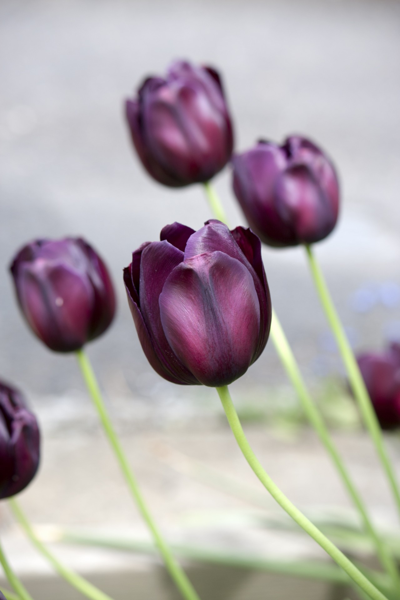 Tulpė,  Tulpės,  Gėlės,  Iš Arti,  Violetinė,  Detalės,  Gėlių,  Gamta,  Graži,  Gražus