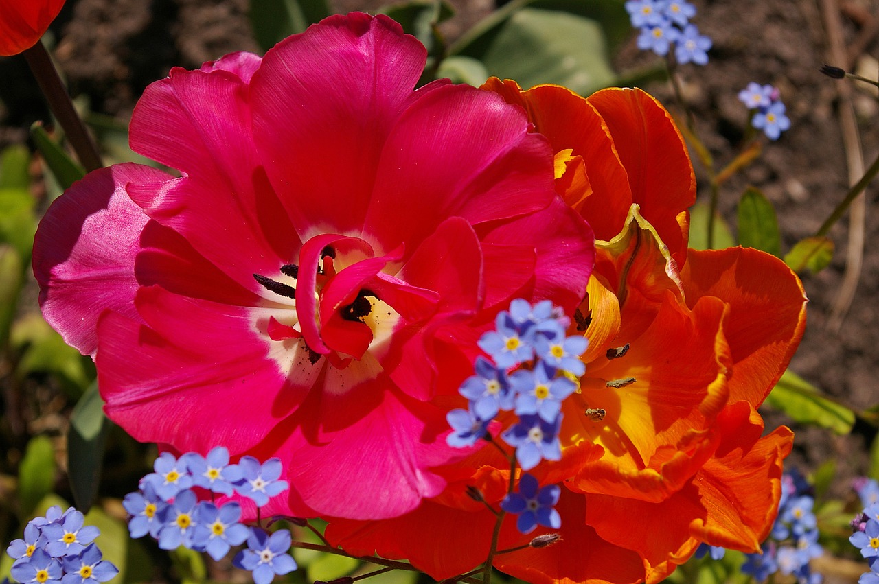 Tulpės, Oranžinės Tulpės, Rožinis, Gėlė, Pavasaris, Gamta, Gėlės, Žydėti, Pavasario Gėlė, Augalas