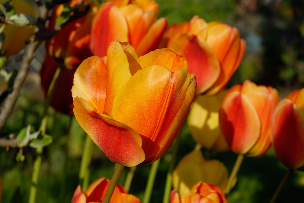 Tulpės, Oranžinė, Žiedas, Žydėti, Oranžinė Gėlė, Tulpenbluete, Spalvinga, Oranžinis Žiedas, Žydėti, Geltonos Oranžinės Tulpės