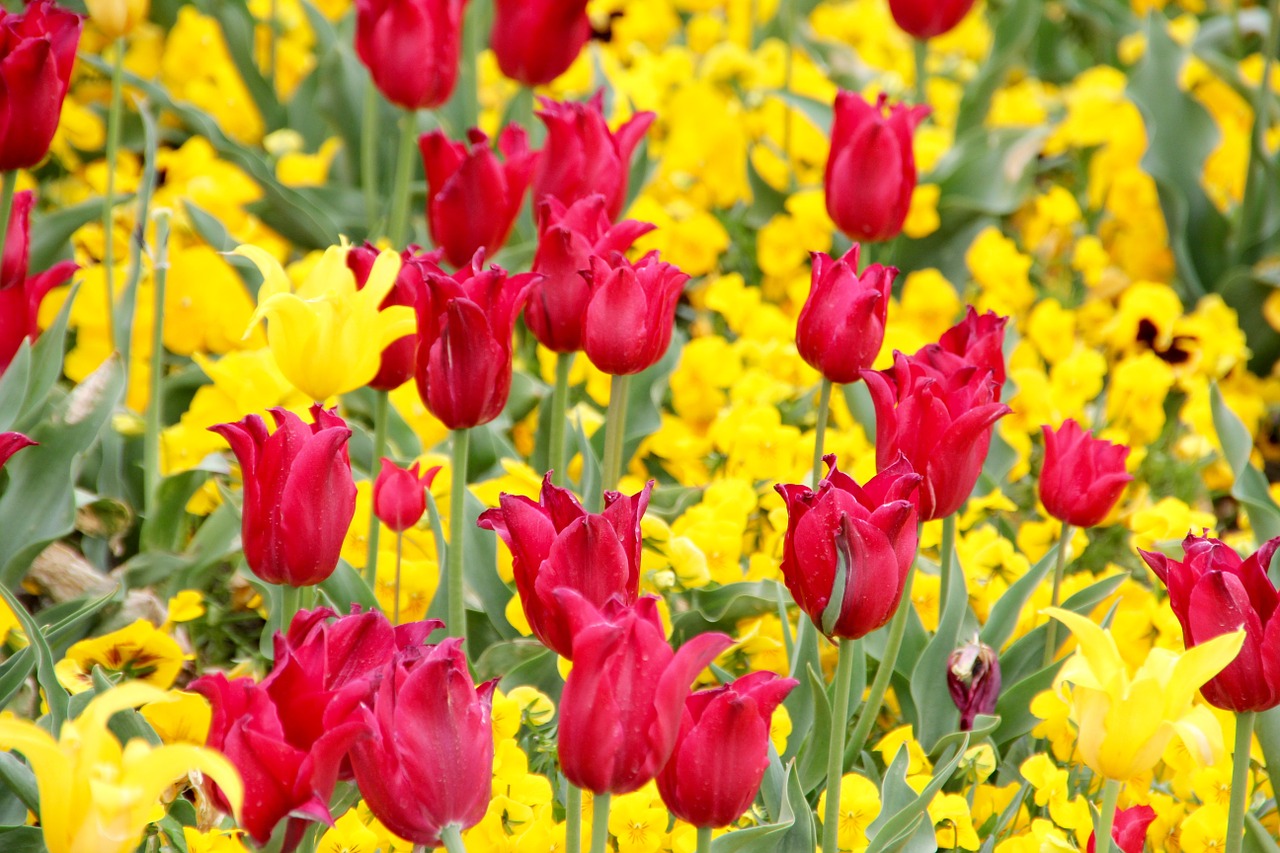 Tulpės, Holland, Gėlės, Olandų, Tulpių Laukai, Dantytas Kraštas, Nemokamos Nuotraukos,  Nemokama Licenzija