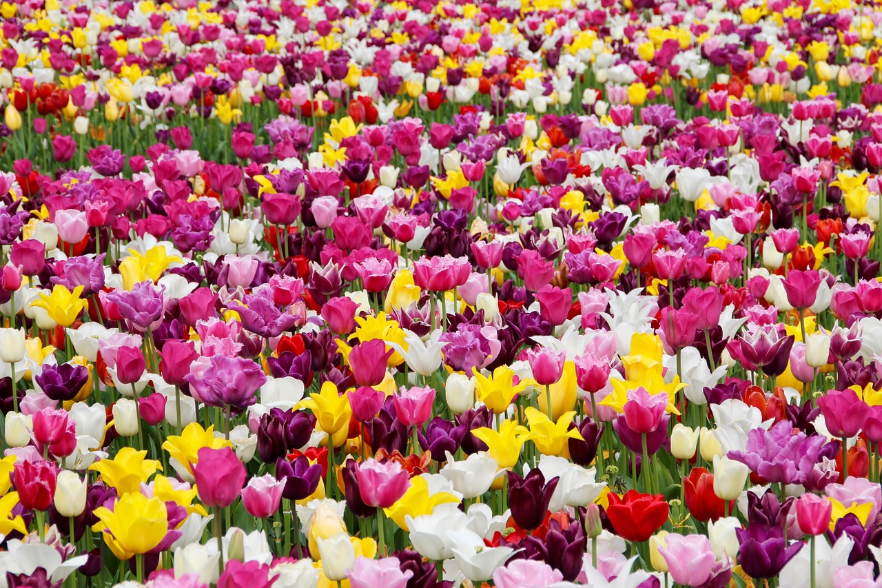 Tulpės, Tulpių Laukas, Tulpenbluete, Tulpių Laukai, Gėlių Sritis, Spalvinga, Holland, Nemokamos Nuotraukos,  Nemokama Licenzija