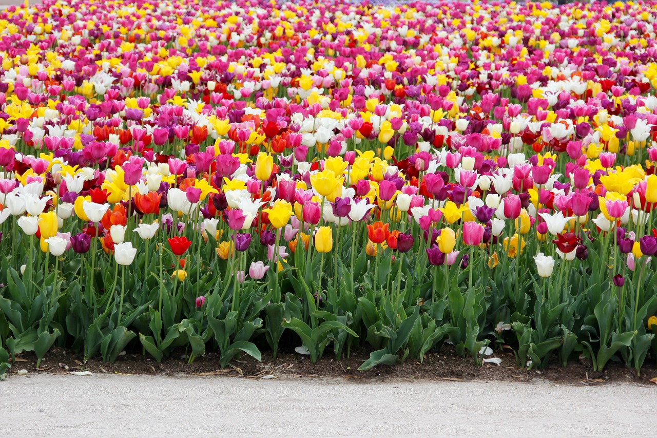Tulpės, Tulpių Laukas, Tulpenbluete, Pavasaris, Tulpių Laukai, Žydėjo, Pavasario Gėlė, Holland, Olandų, Valstijos Sodo Šou