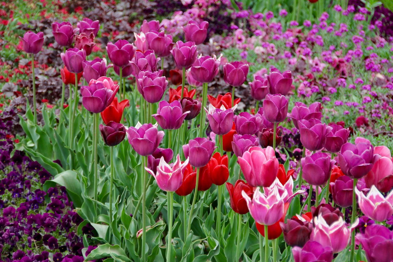 Tulpės, Tulipa, Tulpenzwiebel, Veislinis Tulpis, Violetinė, Schnittblume, Nemokamos Nuotraukos,  Nemokama Licenzija