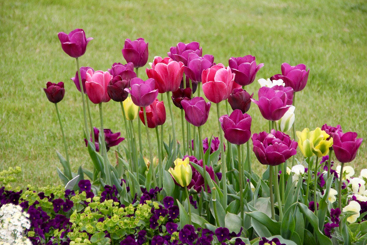 Tulpės, Tulipa, Tulpenzwiebel, Veislinis Tulpis, Violetinė, Schnittblume, Pieva, Nemokamos Nuotraukos,  Nemokama Licenzija