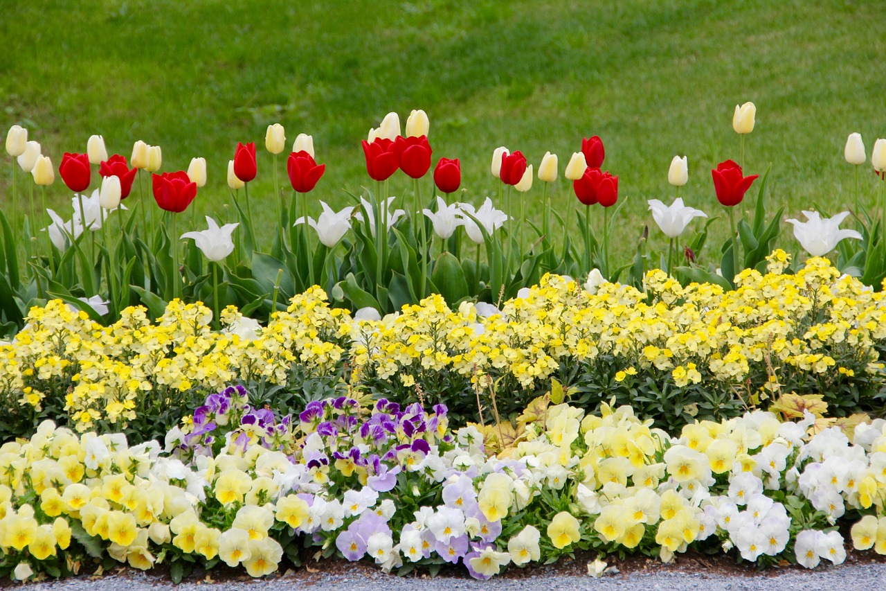 Tulpės, Tulipa, Tulpenzwiebel, Veislinis Tulpis, Raudona, Balta, Geltona, Schnittblume, Pansy, Pieva