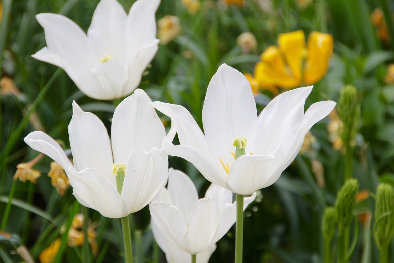 Tulpės, Balta, Gėlė, Šviesus, Nemokamos Nuotraukos,  Nemokama Licenzija