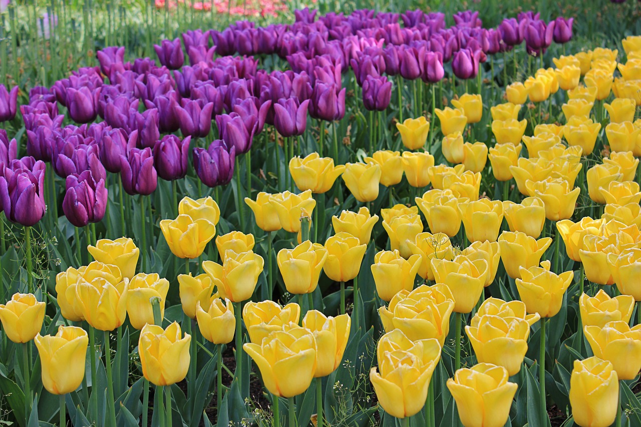 Tulpės, Pavasaris, Gėlės, Gamta, Geltona, Violetinė Tulpė, Žydėti, Parkas, Holland, Nemokamos Nuotraukos