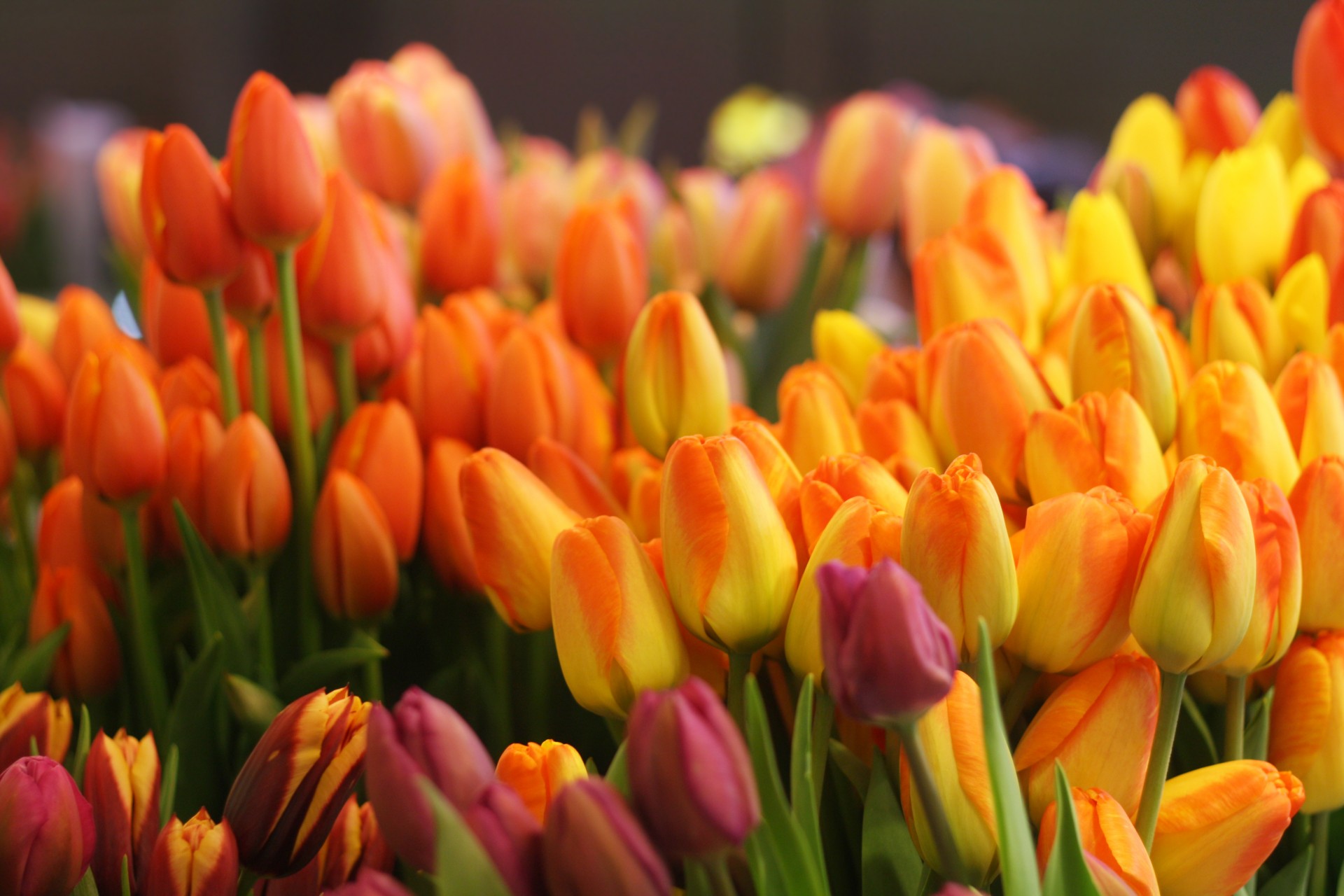Tulpės,  Gėlės,  Daug,  Geltona,  Raudona,  Turgus,  Pavasaris,  Rožinis,  Violetinė,  Gamta