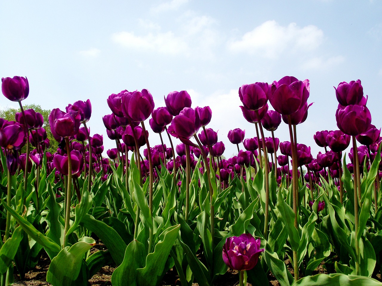 Tulpės, Tulpių Laukas, Gamta, Gėlė, Pavasaris, Violetinė, Sodas, Nemokamos Nuotraukos,  Nemokama Licenzija