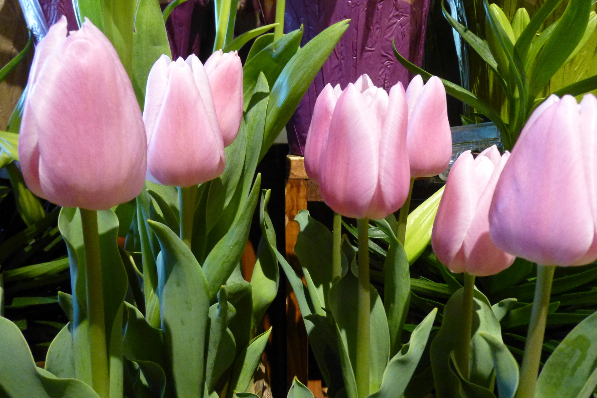 Tulpės,  Rožinis,  Gėlė,  Velykos,  Motinos Dienos & Nbsp,  Tulpės, Nemokamos Nuotraukos,  Nemokama Licenzija