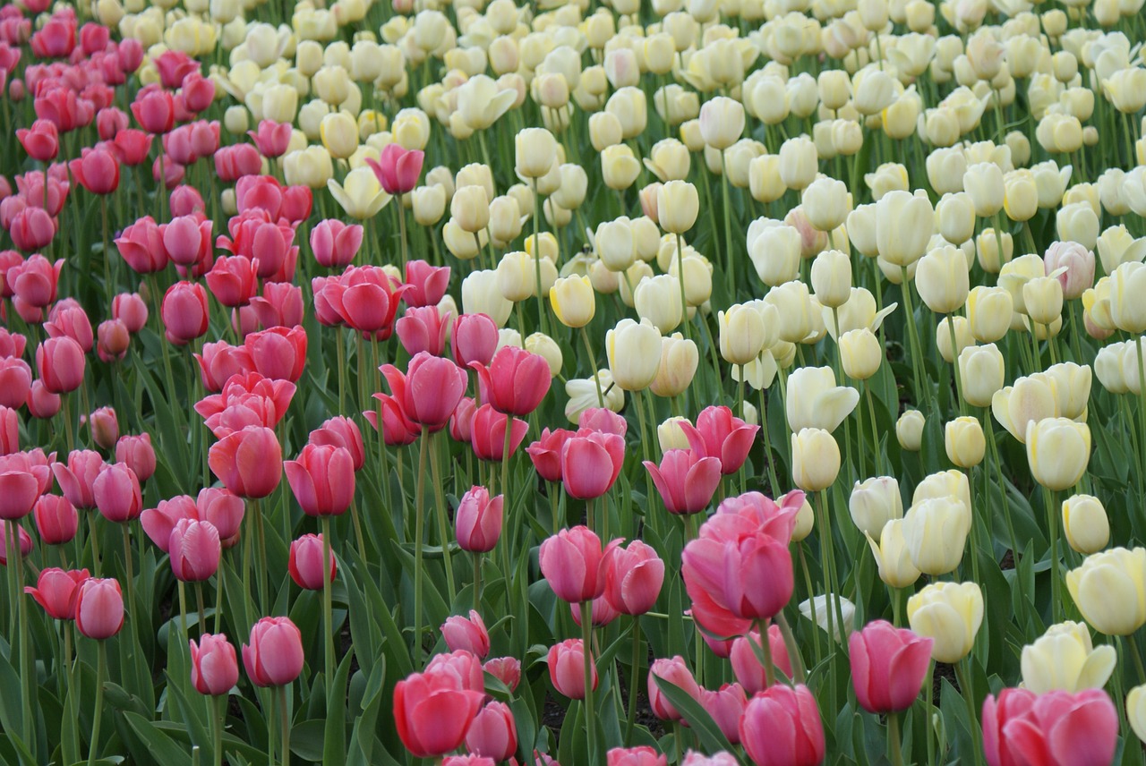 Tulpės, Gėlės, Springfield, Rožinė Ir Balta, Gėlių, Gamta, Sodai, Spalvinga, Fonas, Nemokamos Nuotraukos