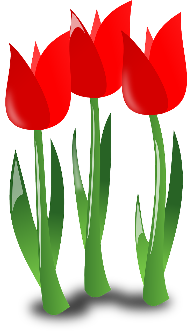 Tulpės, Gėlės, Raudona, Augalai, Žiedas, Žydi, Pavasaris, Nemokama Vektorinė Grafika, Nemokamos Nuotraukos,  Nemokama Licenzija