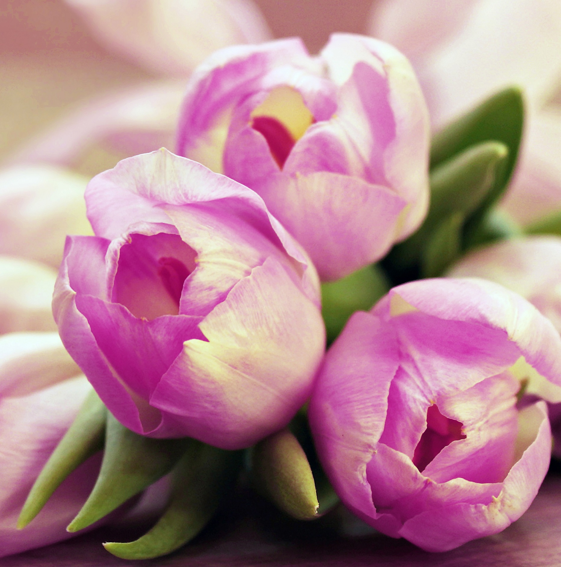 Tulpės,  Tulpė,  Gėlė,  Gėlės,  Žydi,  Uždaryti,  Detalės,  Rožinis,  Violetinė,  Gamta