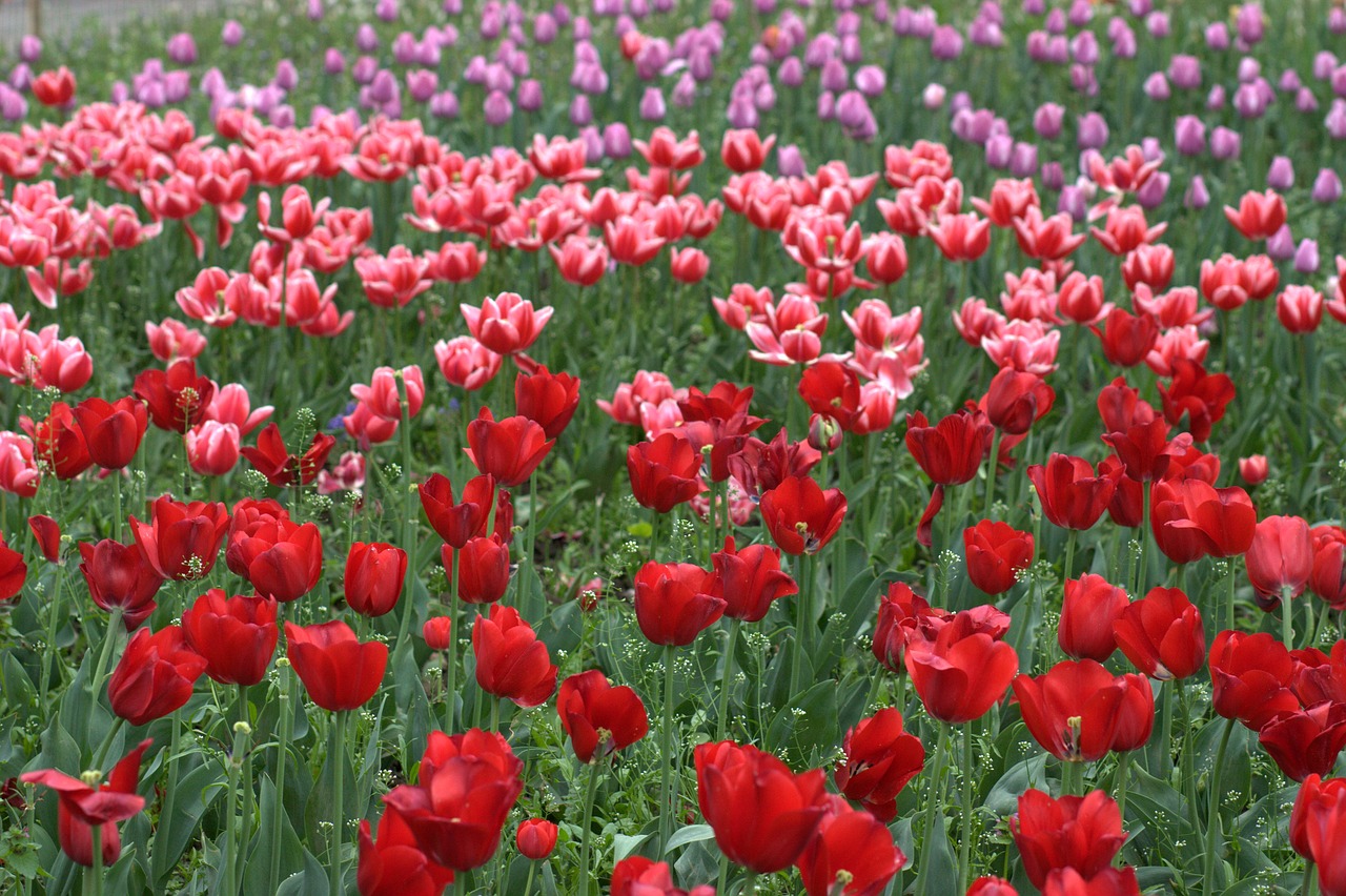 Tulpės, Gėlės, Reikmenys, Dažymas, Pavasaris, Grožis, Nemokamos Nuotraukos,  Nemokama Licenzija