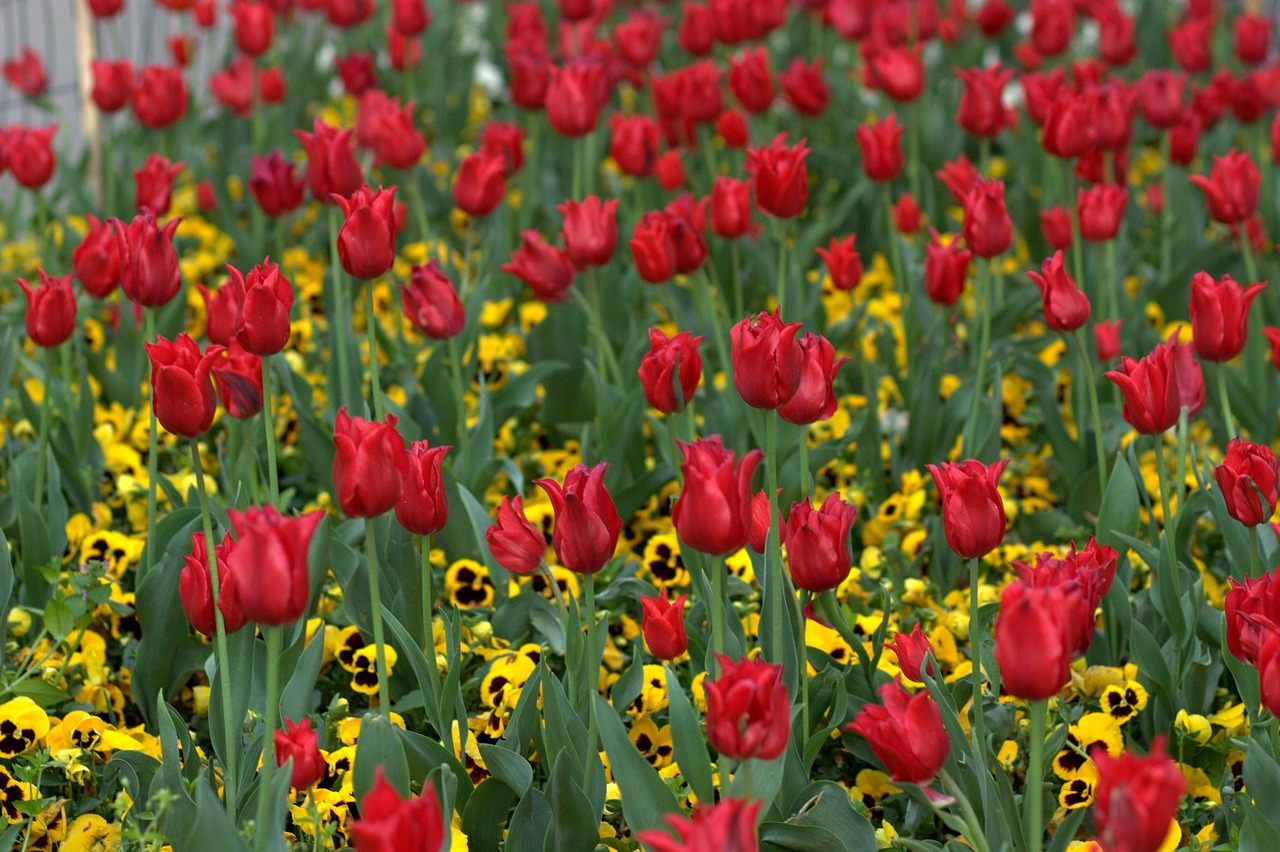 Tulpės, Gėlės, Reikmenys, Dažymas, Pavasaris, Grožis, Nemokamos Nuotraukos,  Nemokama Licenzija