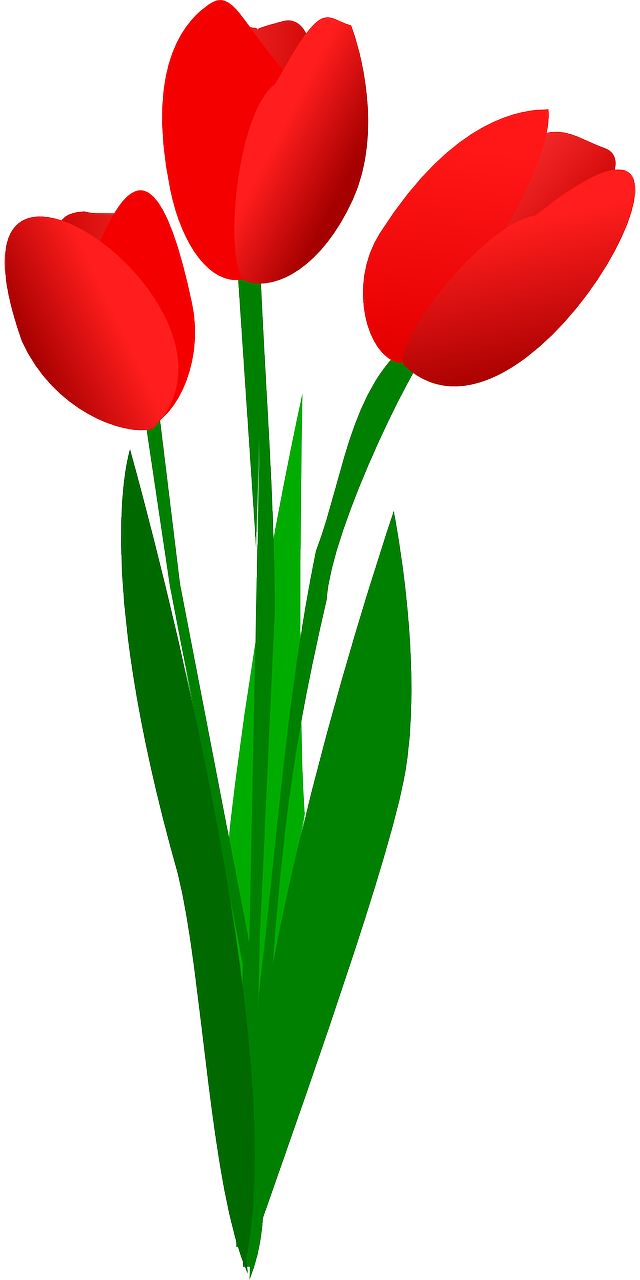 Tulpės, Gėlės, Raudona, Pavasaris, Žiedas, Žydi, Trys, Nemokama Vektorinė Grafika, Nemokamos Nuotraukos,  Nemokama Licenzija