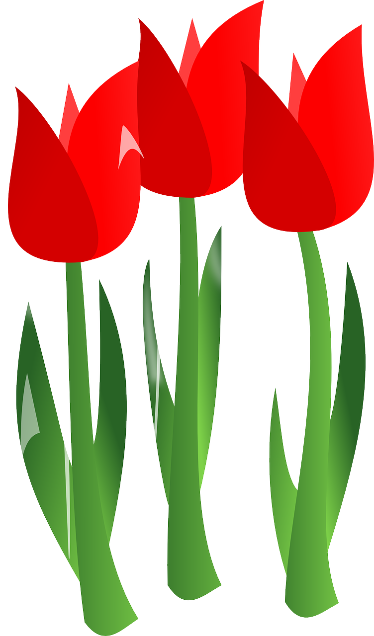 Tulpės, Gėlės, Raudona, Augalas, Gėlių, Nemokama Vektorinė Grafika, Nemokamos Nuotraukos,  Nemokama Licenzija