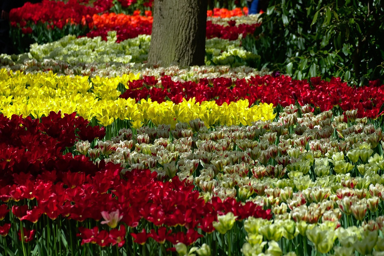 Tulpės, Sodas, Žydi, Gėlės, Žiedai, Žiedlapiai, Spalvinga, Pavasaris, Gamta, Šviesus