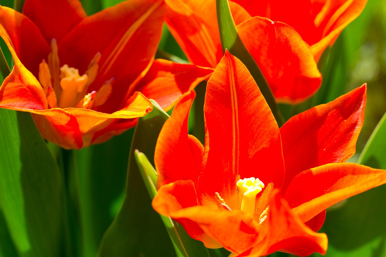 Tulpės, Gėlės, Oranžinė, Pavasaris, Gamta, Zwiebelpflanze, Nemokamos Nuotraukos,  Nemokama Licenzija