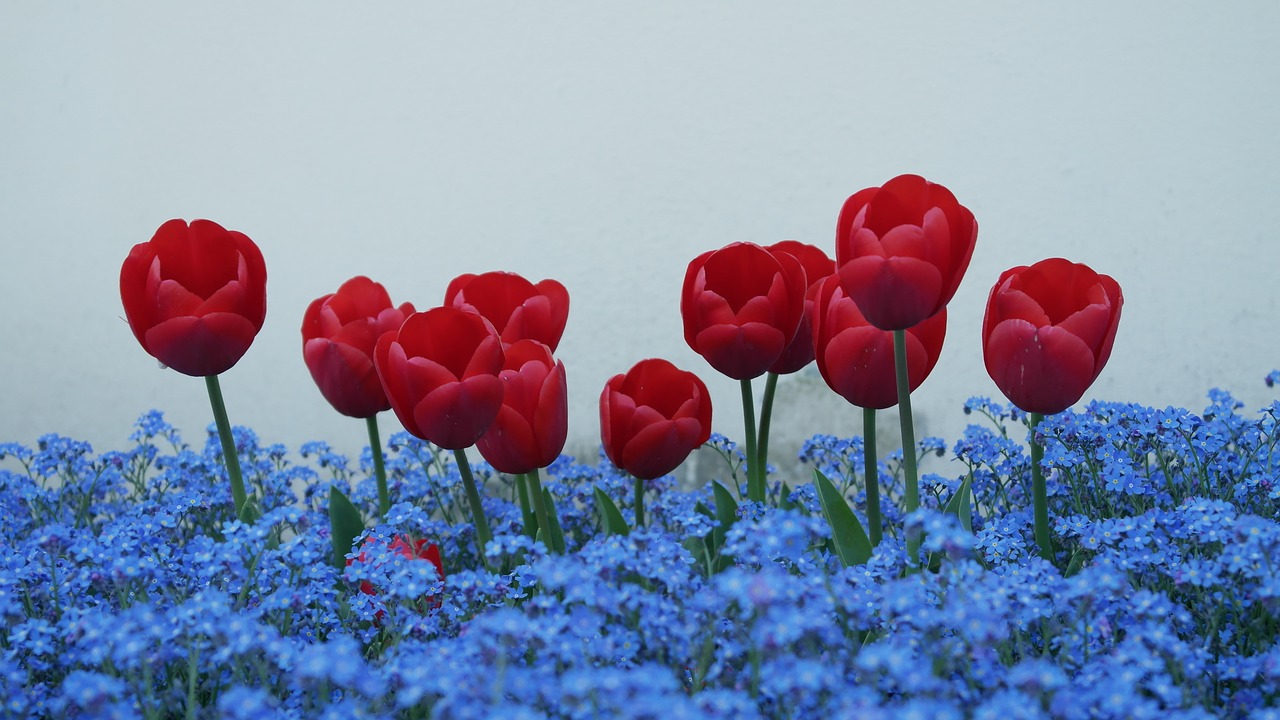 Tulpės, Nepamiršk Manęs, Gėlės, Nemokamos Nuotraukos,  Nemokama Licenzija