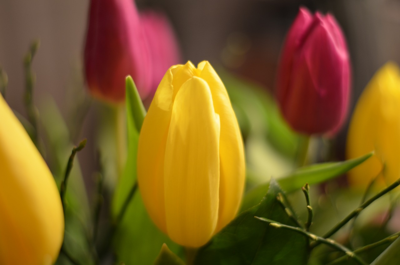 Tulpės, Gėlės, Raudona, Geltona, Gėlė, Pavasaris, Tulpė, Gamta, Nyderlandai, Holland