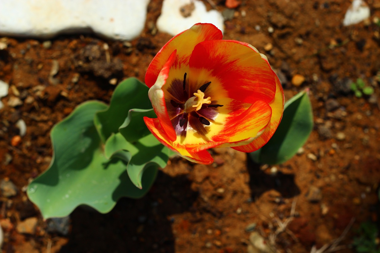 Tulpės, Gėlė, Konya, Nemokamos Nuotraukos,  Nemokama Licenzija