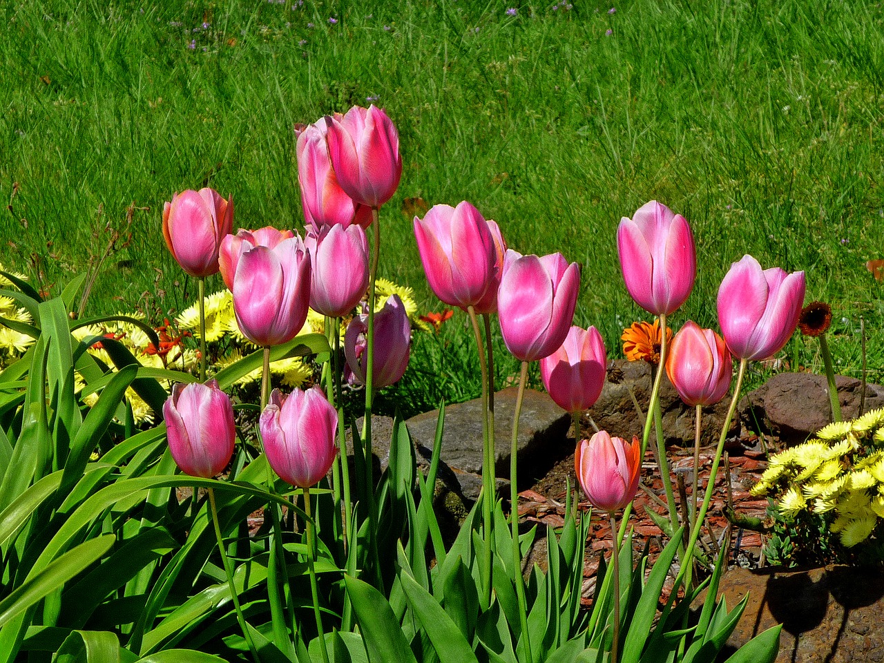 Tulpės, Rožinės Tulpės, Sodas, Nemokamos Nuotraukos,  Nemokama Licenzija