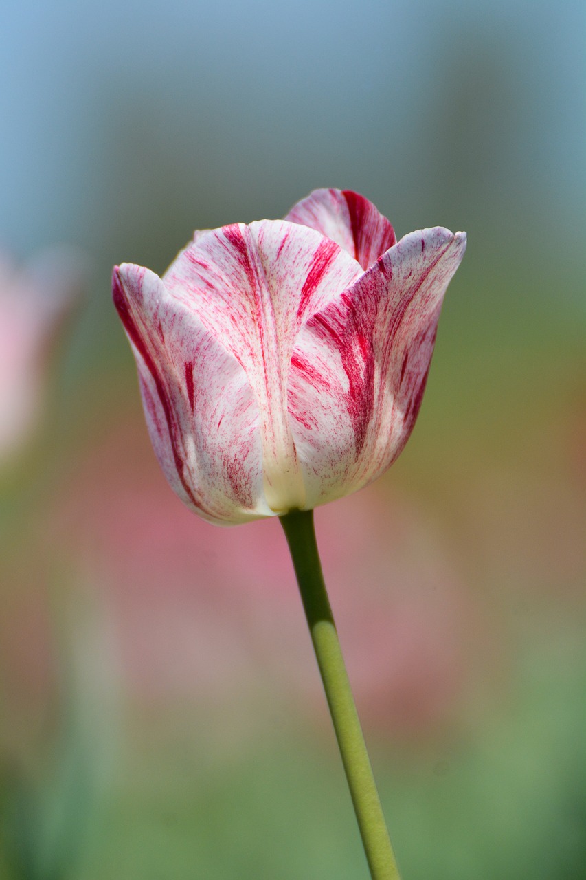 Tulpės, Gėlė, Holland, Nemokamos Nuotraukos,  Nemokama Licenzija