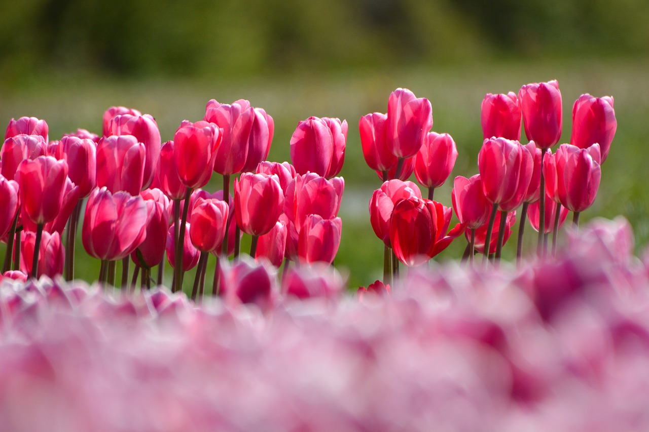 Tulpės, Gėlė, Holland, Nemokamos Nuotraukos,  Nemokama Licenzija