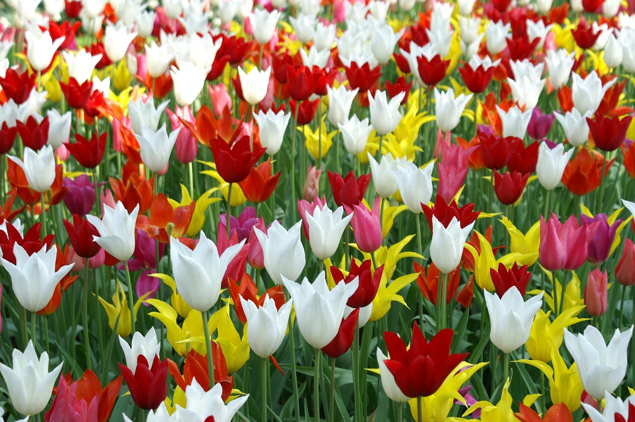 Tulpės, Holland, Pavasaris, Gamta, Tulpė, Tulpių Laukai, Keukenhof, Tapetai, Nemokamos Nuotraukos,  Nemokama Licenzija