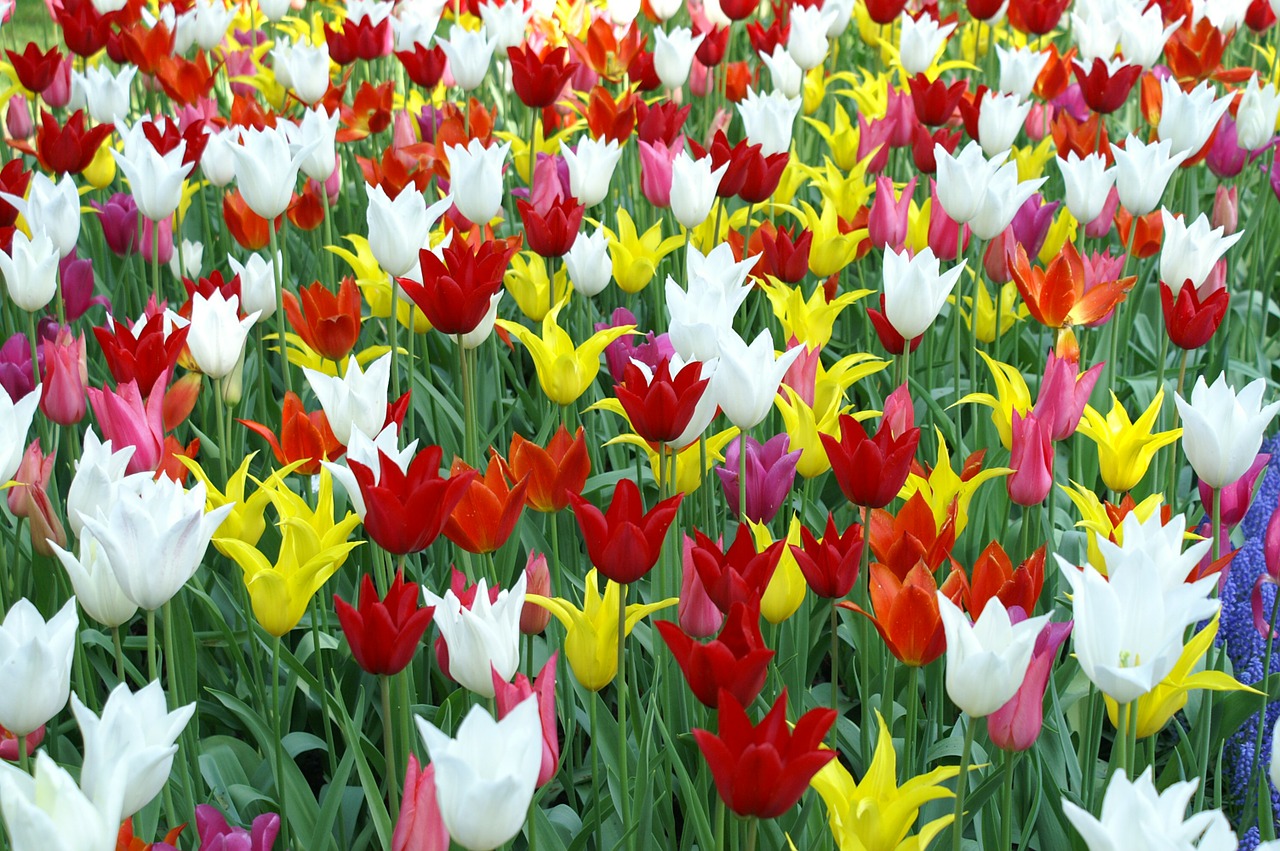 Tulpės, Holland, Pavasaris, Gamta, Tulpė, Tulpių Laukai, Keukenhof, Tapetai, Nemokamos Nuotraukos,  Nemokama Licenzija