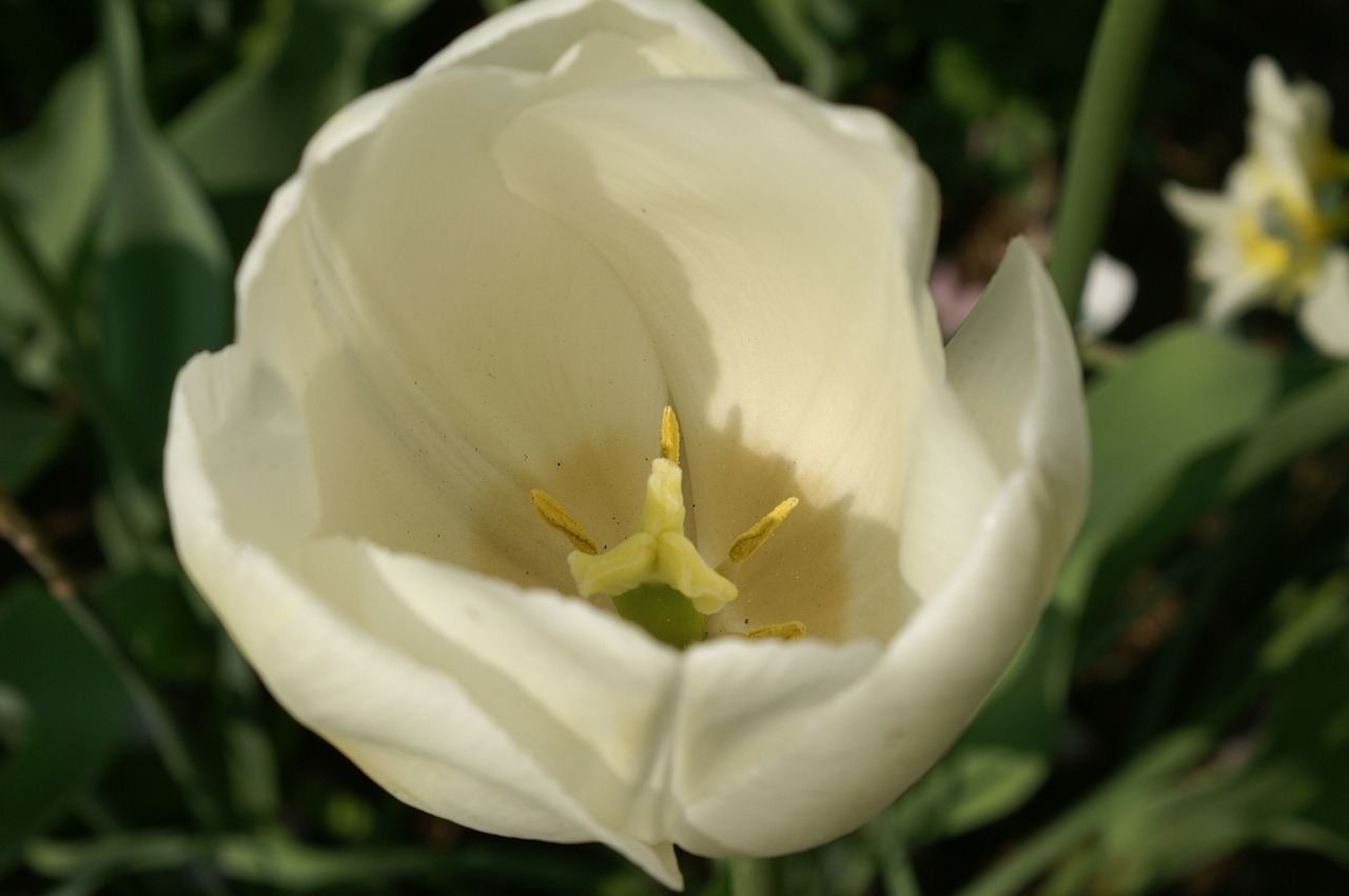 Tulpės, Holland, Pavasaris, Gamta, Tulpė, Tulpių Laukai, Keukenhof, Tapetai, Balta, Nyderlandai