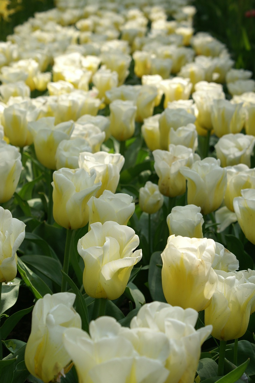 Tulpės, Holland, Pavasaris, Gamta, Tulpė, Tulpių Laukai, Keukenhof, Tapetai, Balta, Nyderlandai