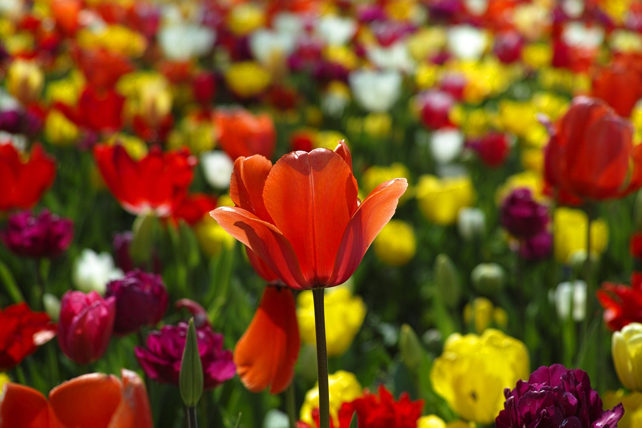 Tulpės, Raudona, Gėlė, Sodas, Parkas, Gamta, Vasara, Pavasaris, Augalas, Lauke